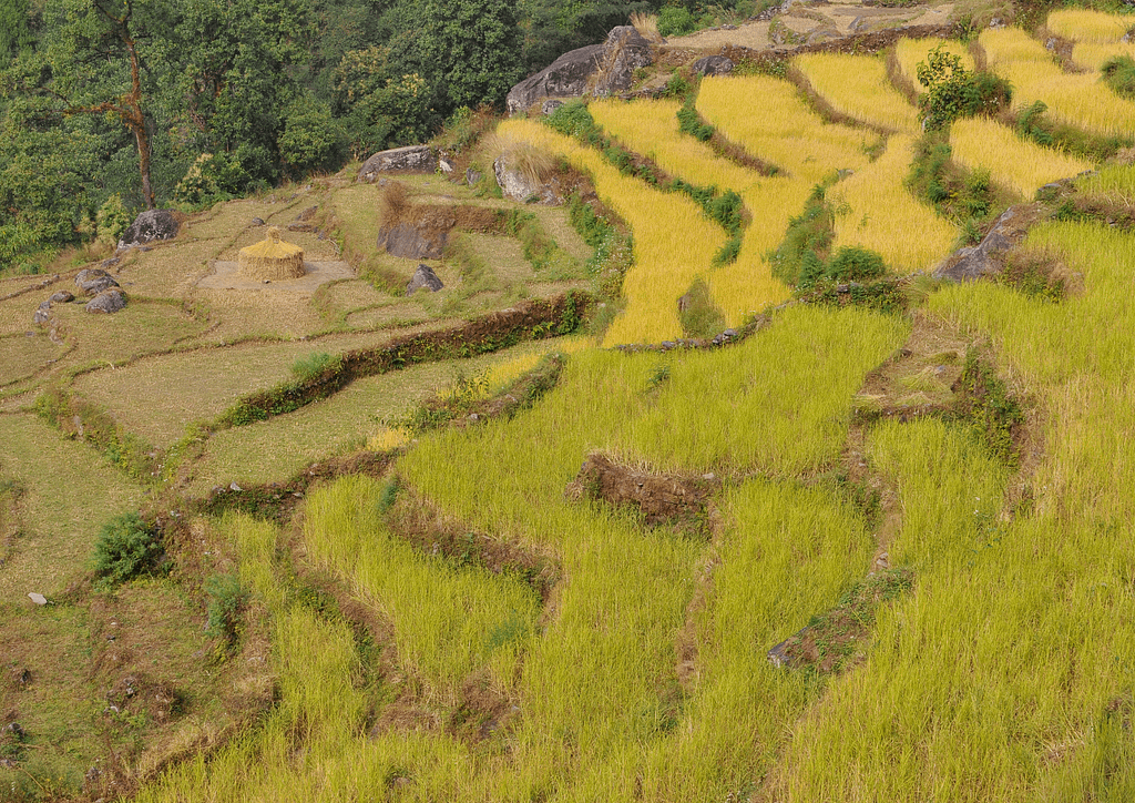 Terrace farming in Nayapul